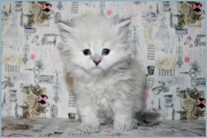 Female Siberian Kitten from Deedlebug Siberians